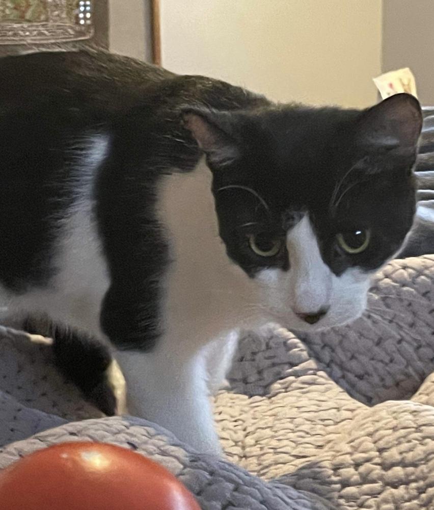 Sky, a Adoptable Domestic Short Hair in Chicago, IL image 3/6