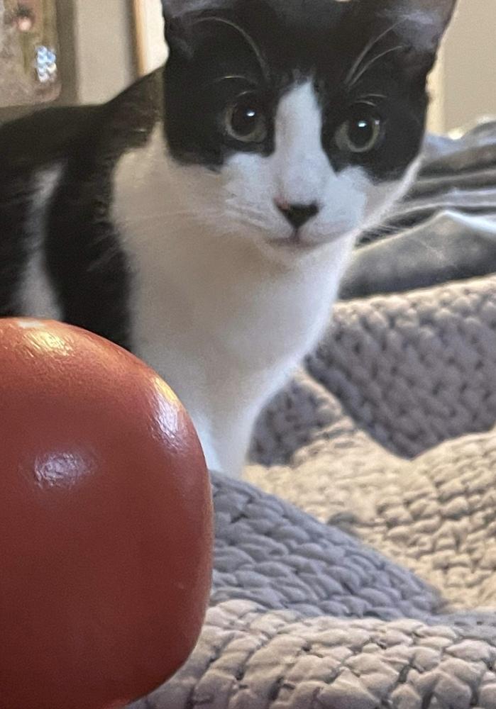 Sky, a Adoptable Domestic Short Hair in Chicago, IL image 4/6