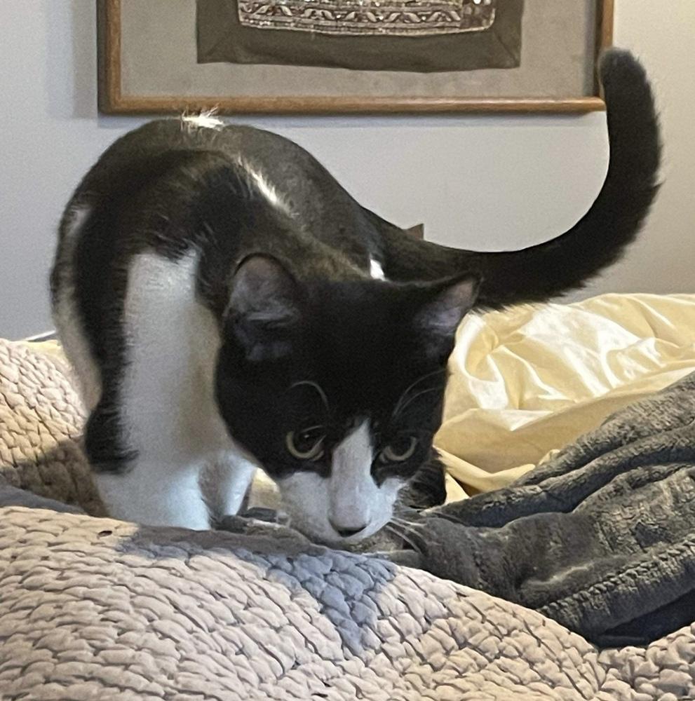 Sky, a Adoptable Domestic Short Hair in Chicago, IL image 5/6