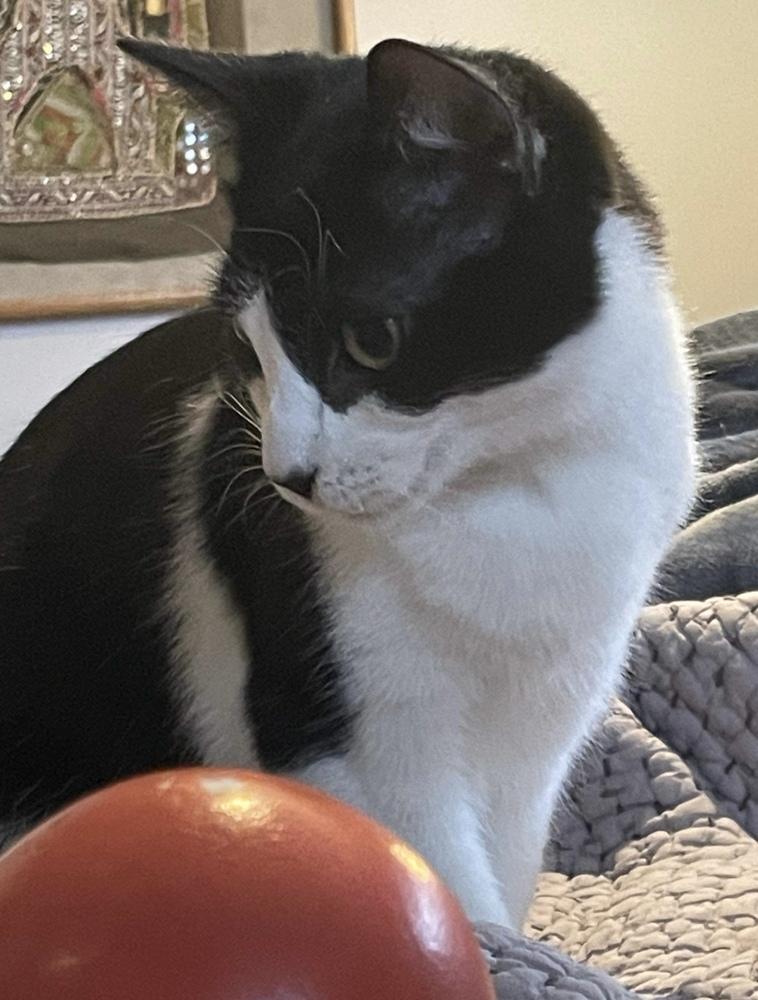 Sky, a Adoptable Domestic Short Hair in Chicago, IL image 6/6