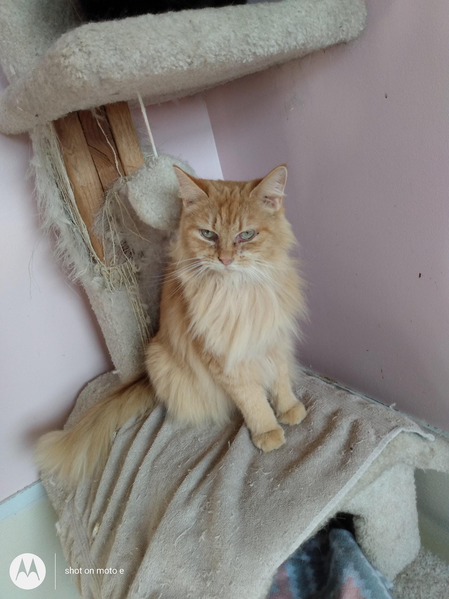 Enlarge Shasta, a Adoptable Domestic Long Hair in Springfield, IL image 1/4