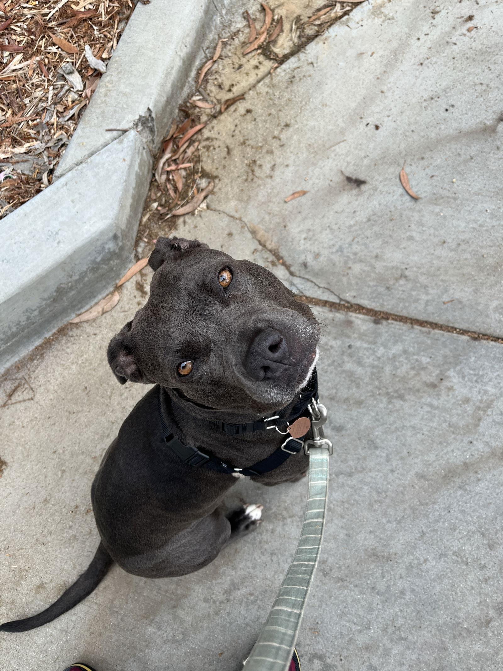 Suki **Courtesy Listing**, Adoptable, Adult Female American Staffordshire Terrier.