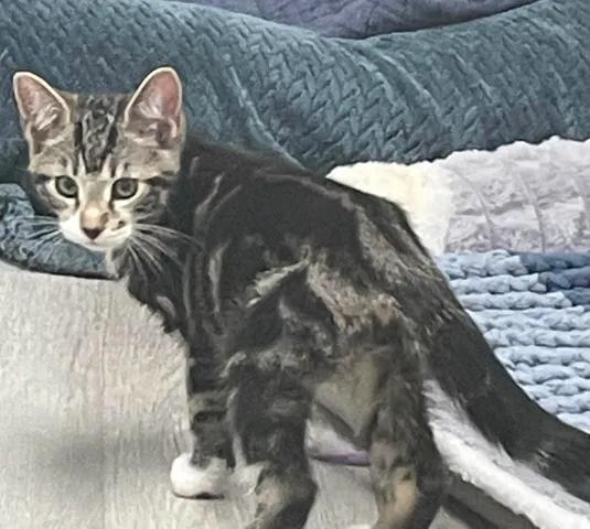 Bordeaux, Adoptable, Young Male Domestic Short Hair.