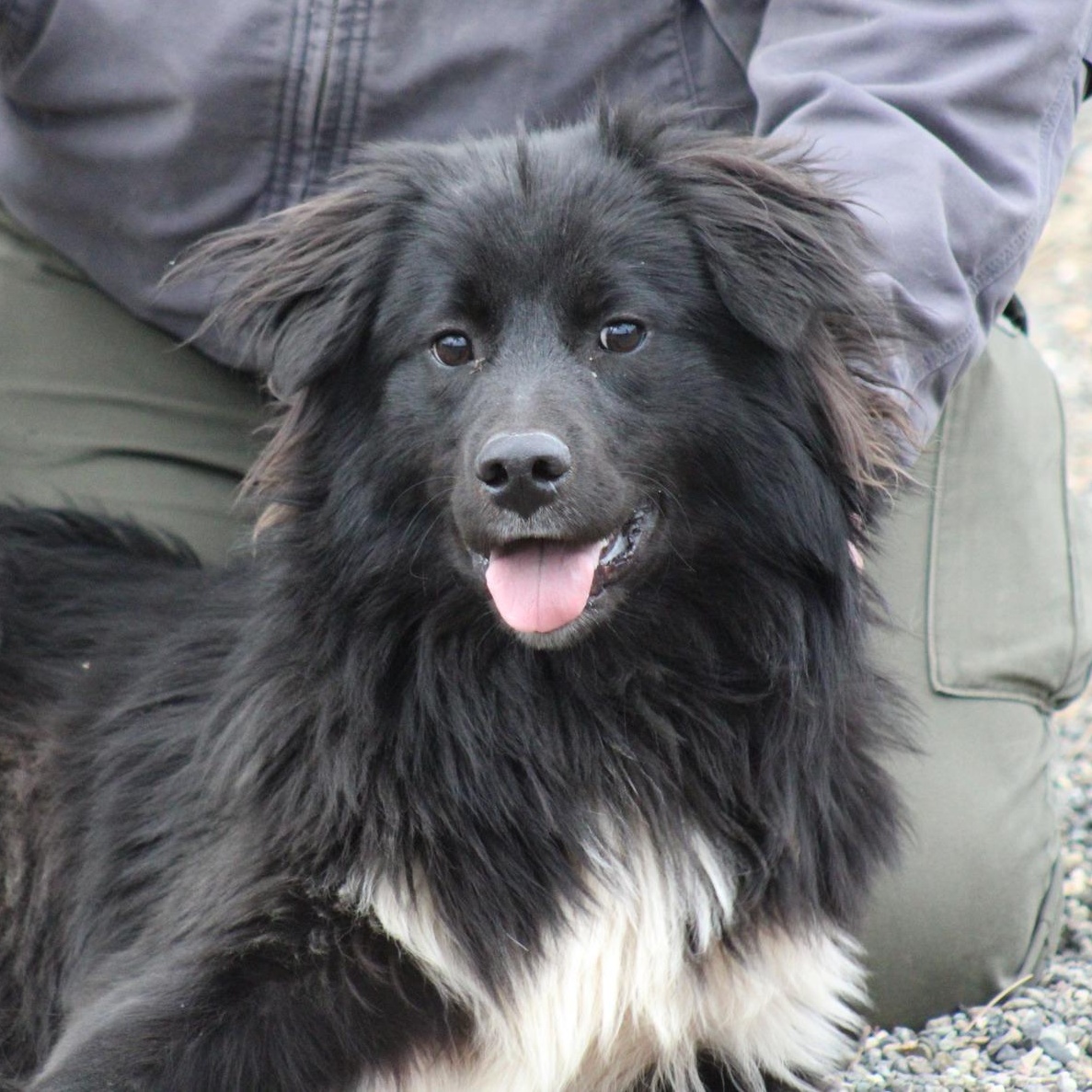 Chewy, ADOPTABLE, Young Male Border Collie.