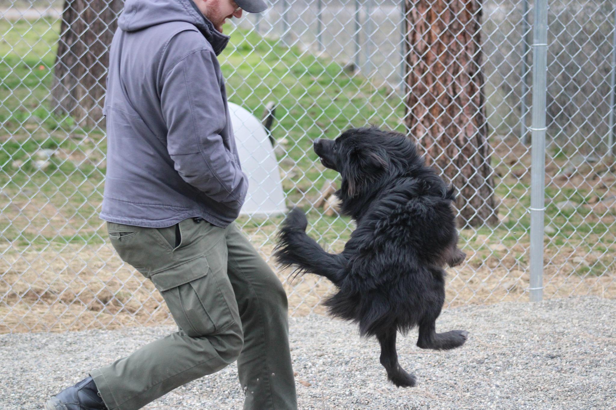 Enlarge Chewy, a ADOPTABLE mixed breed in Weaverville, CA image 6/6