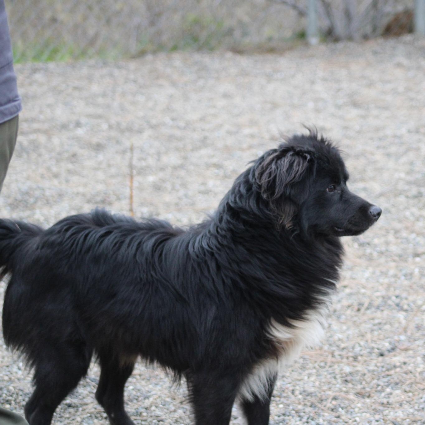 Enlarge Chewy, a ADOPTABLE mixed breed in Weaverville, CA image 2/6