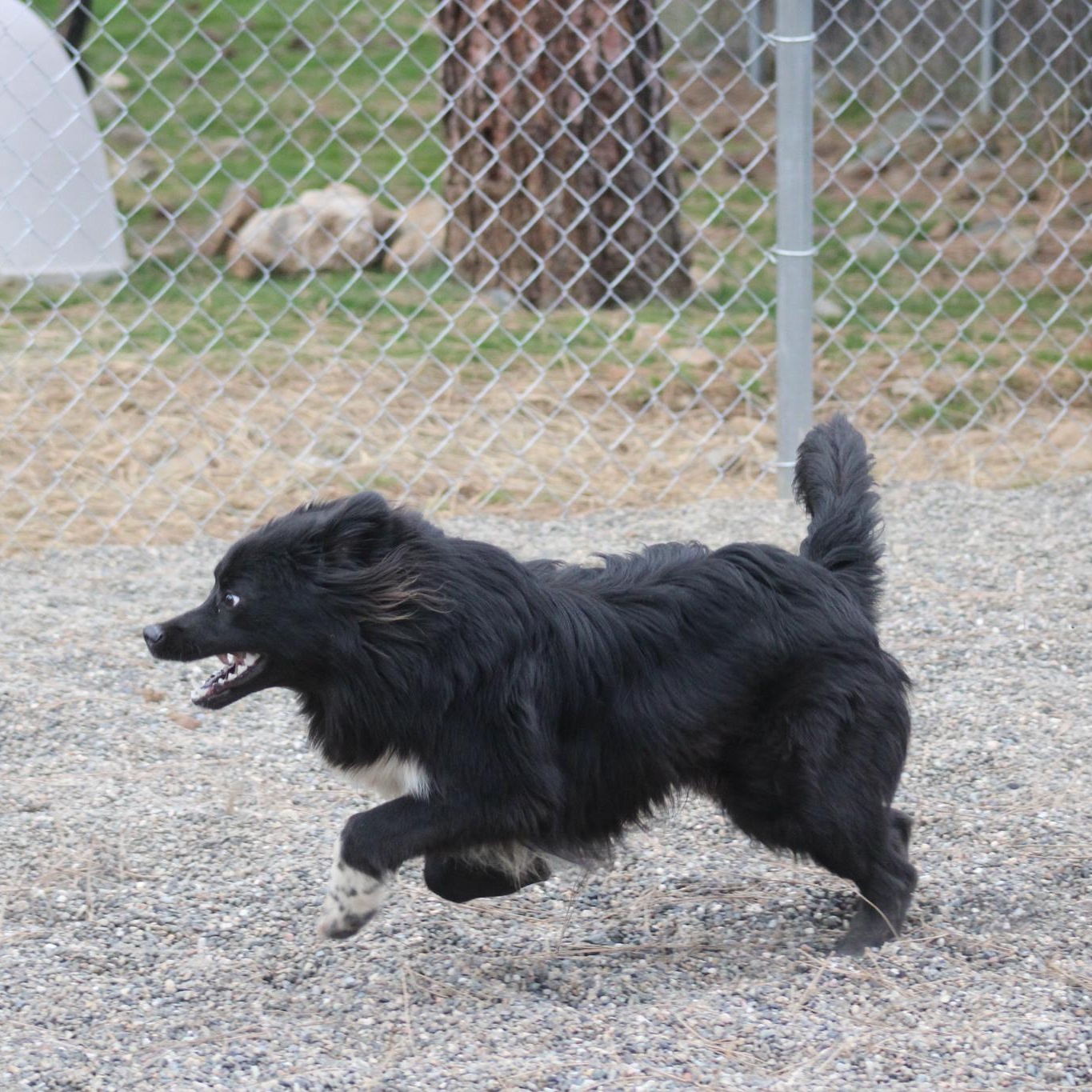 Enlarge Chewy, a ADOPTABLE mixed breed in Weaverville, CA image 5/6