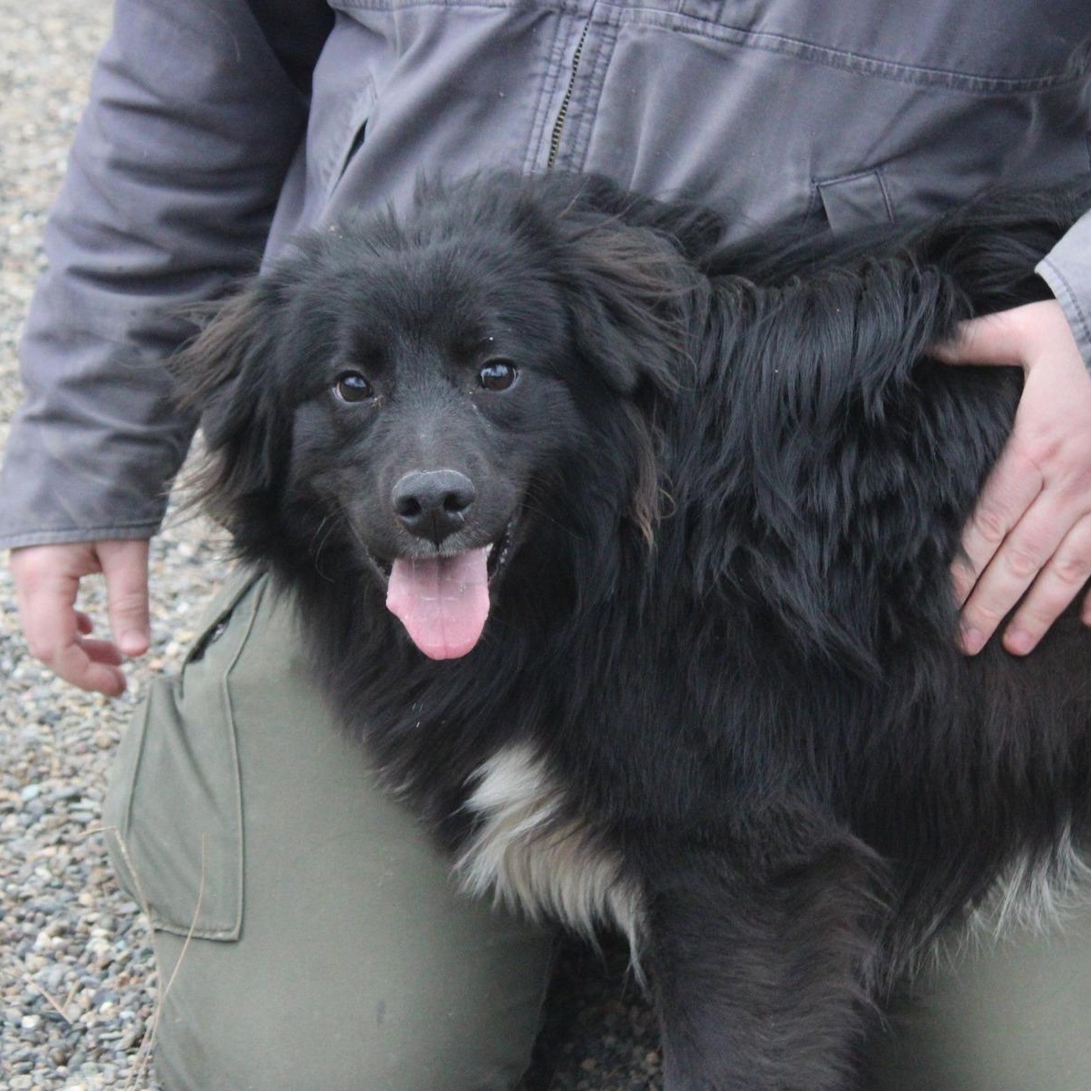 Enlarge Chewy, a ADOPTABLE mixed breed in Weaverville, CA image 4/6