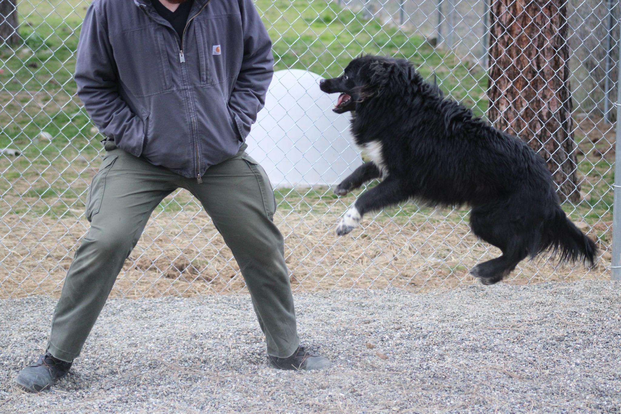 Enlarge Chewy, a ADOPTABLE mixed breed in Weaverville, CA image 3/6