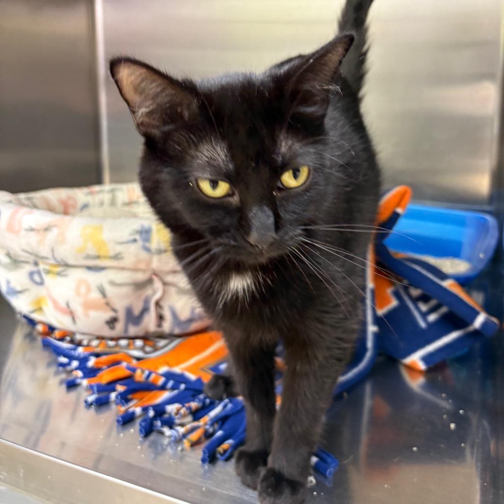 Blair, Adoptable, Adult Female Domestic Short Hair.