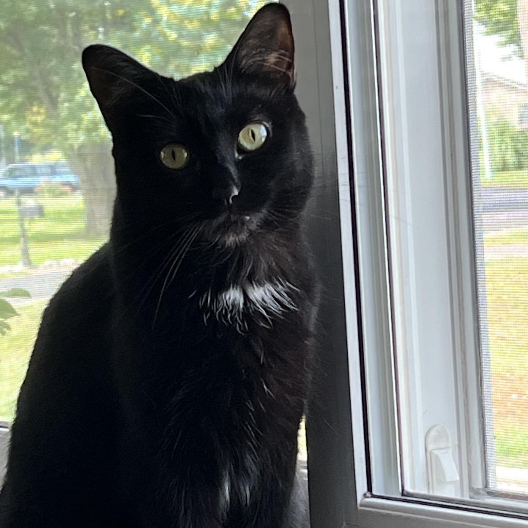 Enlarge Blair, a Adoptable Domestic Short Hair in Springfield, IL image 2/2