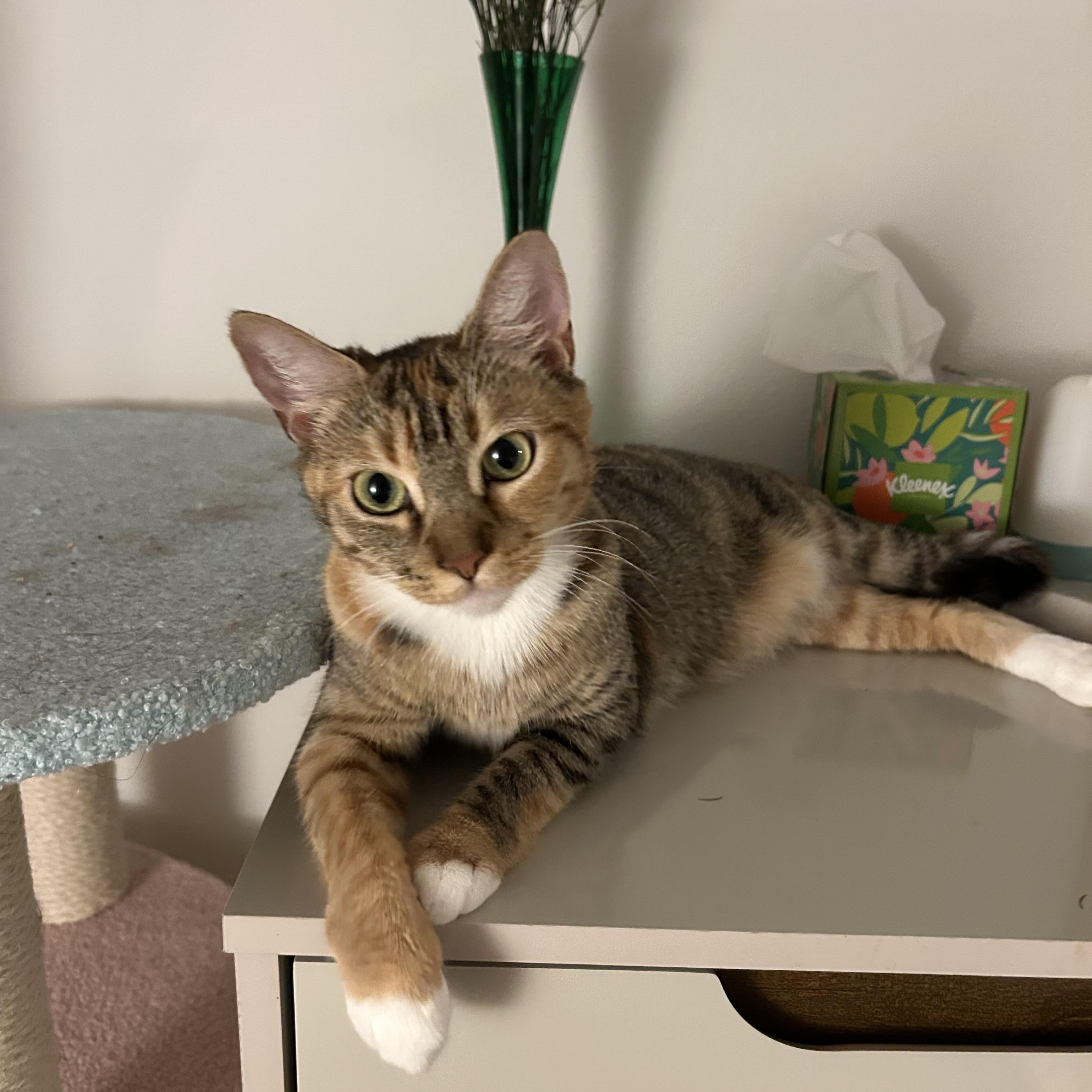 Mabel Chen , adopted, Adult Female Domestic Short Hair.