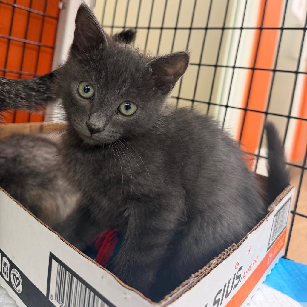 Enlarge Abuelo, a Adoptable Domestic Short Hair in Westminster, CA image 1/2