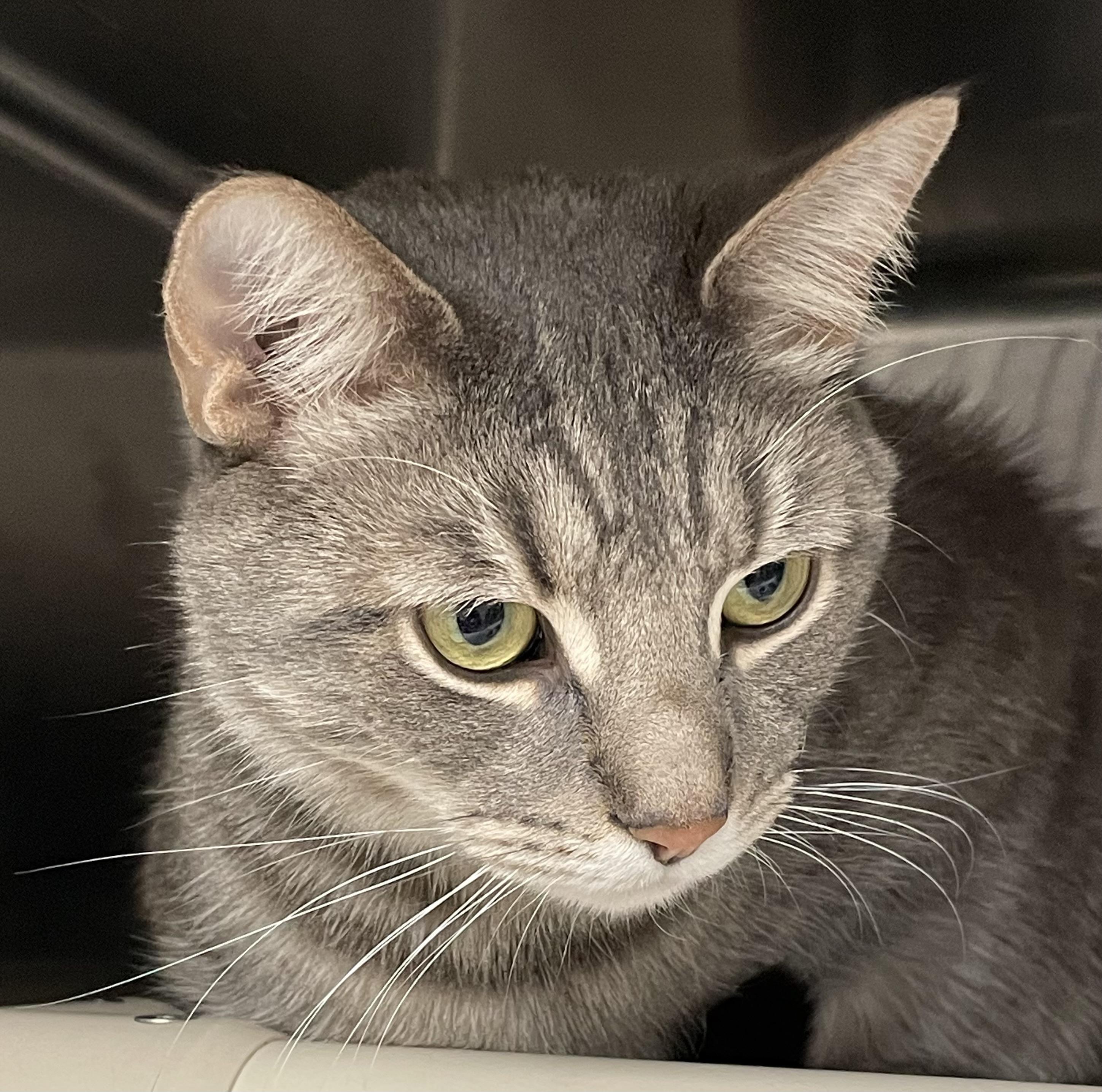 Sky, ADOPTABLE, Adult Male Tabby.