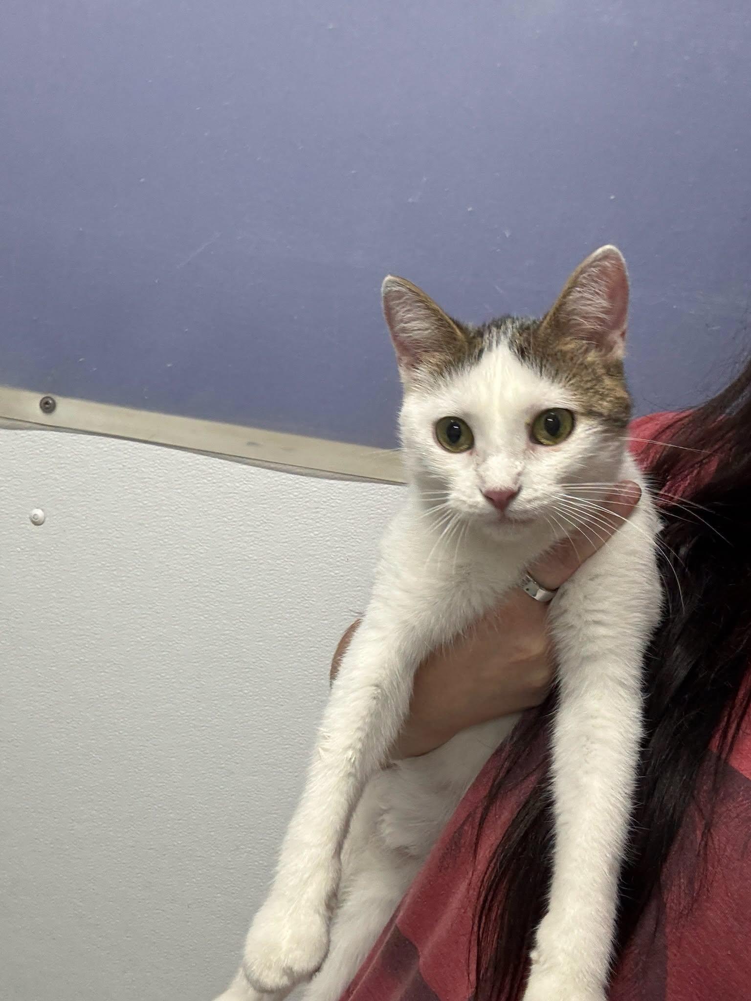 Floppy, Adoptable, Adult Female Domestic Short Hair.