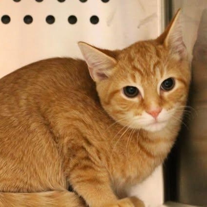 26-00254 Miko, adopted, Young Male Domestic Short Hair.