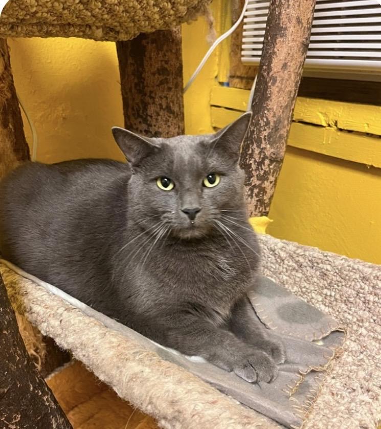 Enlarge Zen (bonded to Henna), an adopted mixed breed in Myrtle Beach, SC image 1/1