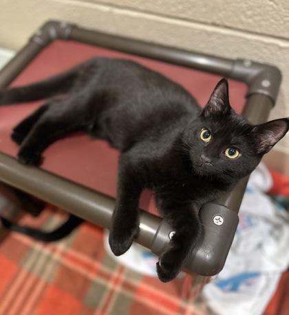 Linda, Adoptable, Kitten Female Domestic Medium Hair & Domestic Short Hair.