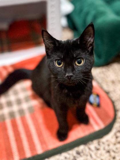 Enlarge Linda, a Adoptable mixed breed in Jamestown, NY image 2/3