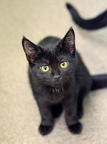 Enlarge Linda, a Adoptable mixed breed in Jamestown, NY image 3/3