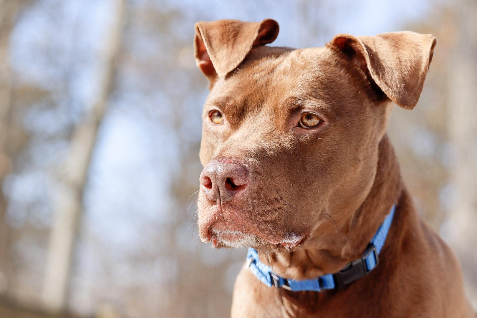 Zeek, a Adoptable mixed breed in Severn, MD image 4/6