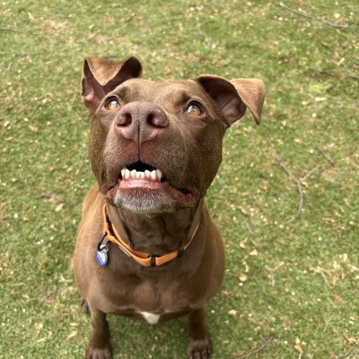 Zeek, a Adoptable mixed breed in Severn, MD image 1/6