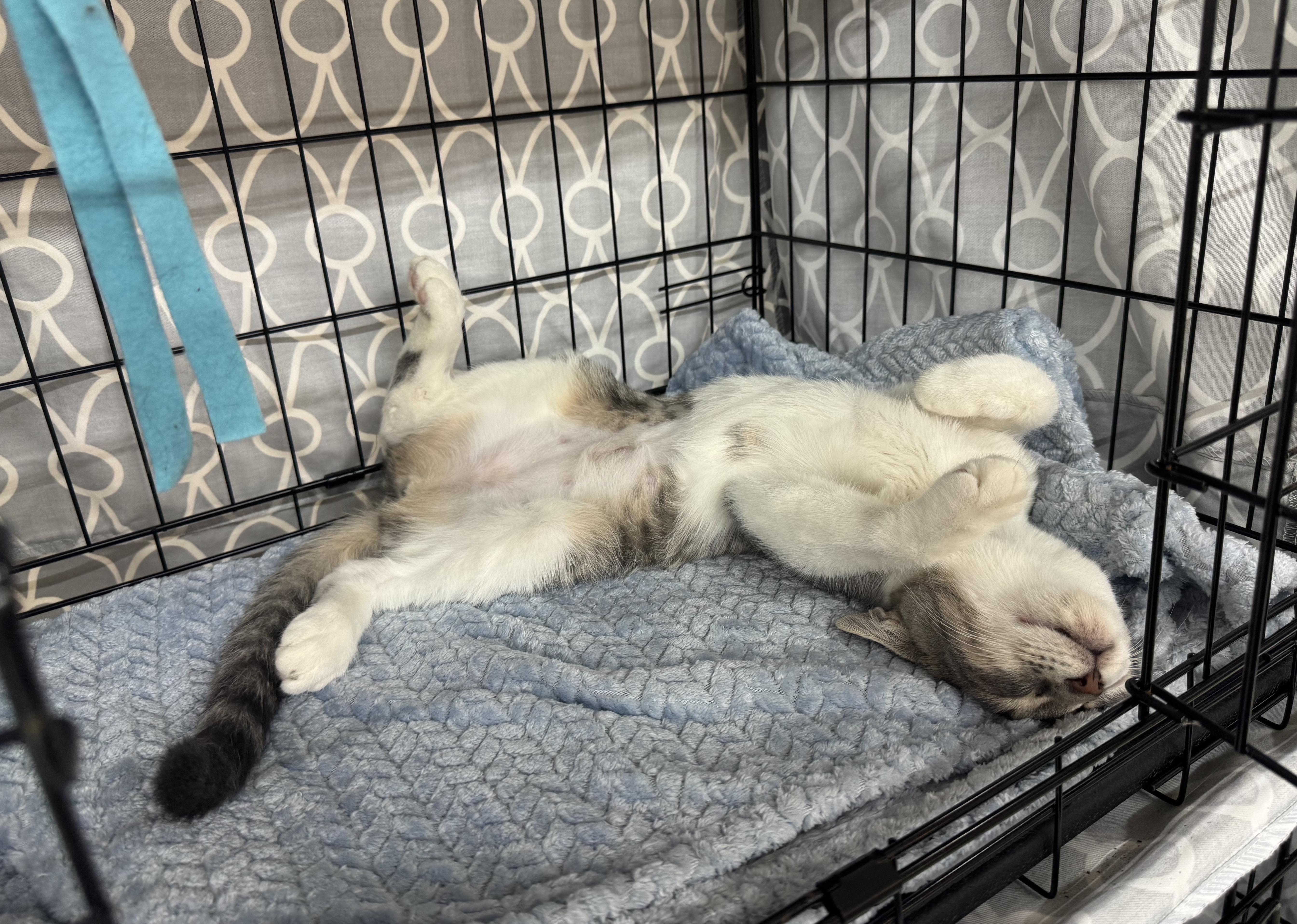 Enlarge Dolly Hashbrown, a Adopted Domestic Short Hair in Savannah, GA image 3/4