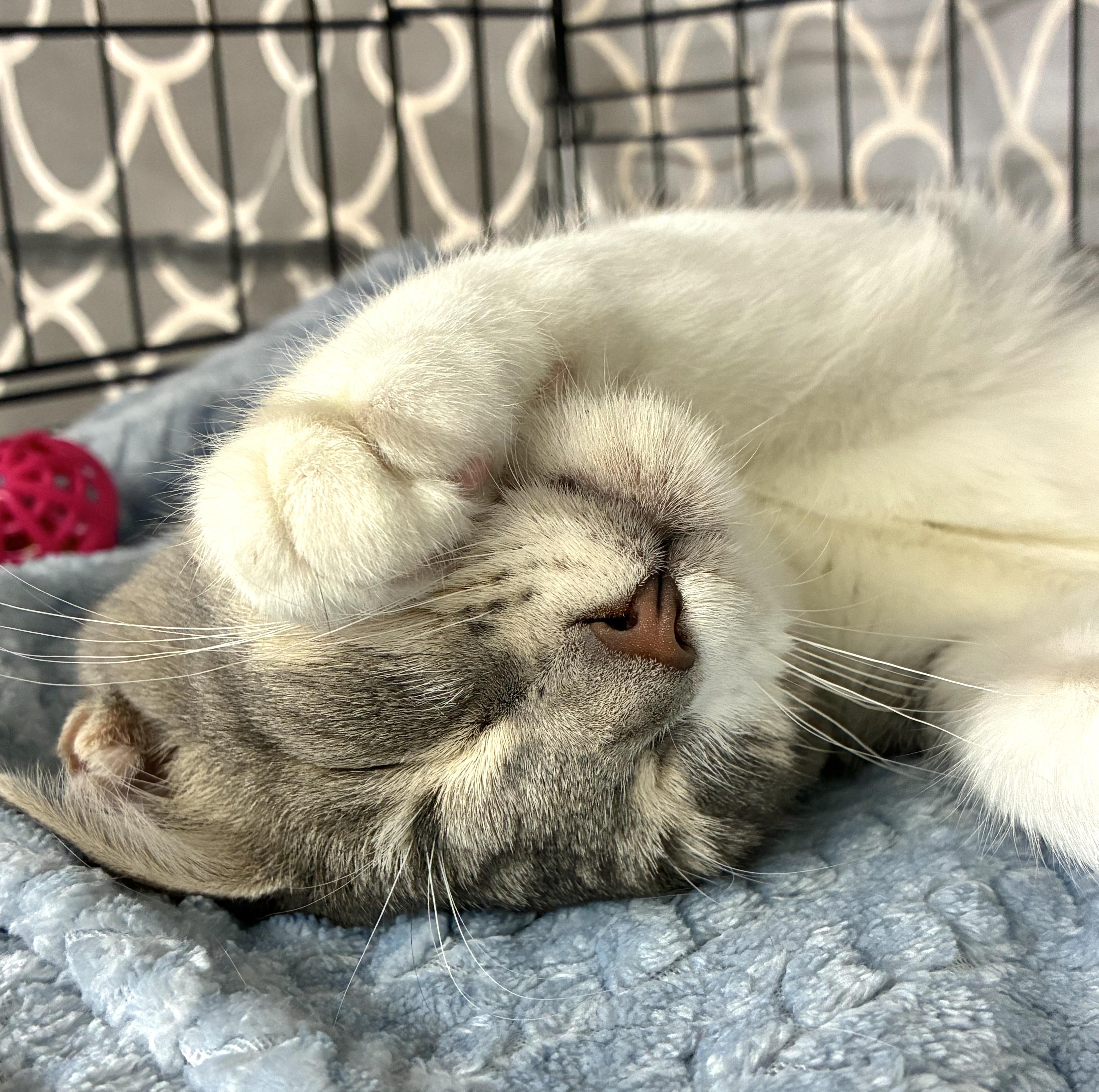 Enlarge Dolly Hashbrown, a Adopted Domestic Short Hair in Savannah, GA image 1/4
