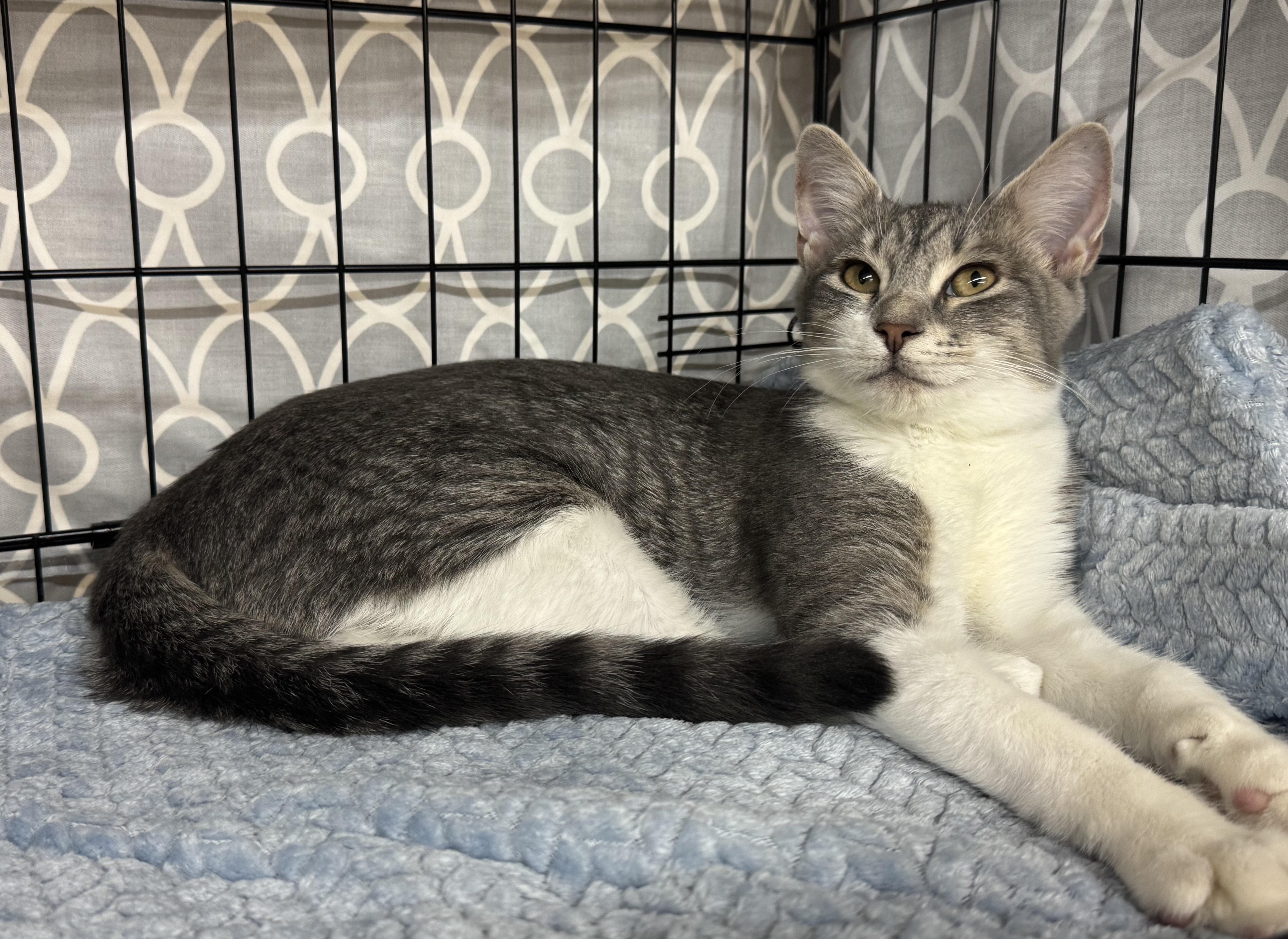 Enlarge Dolly Hashbrown, a Adopted Domestic Short Hair in Savannah, GA image 2/4