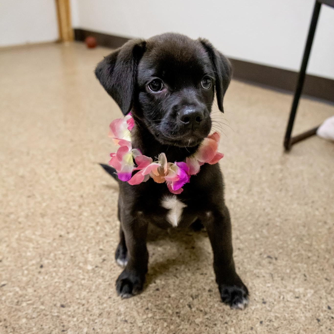 Enlarge Bimini, an adopted mixed breed in Valparaiso, IN image 2/2
