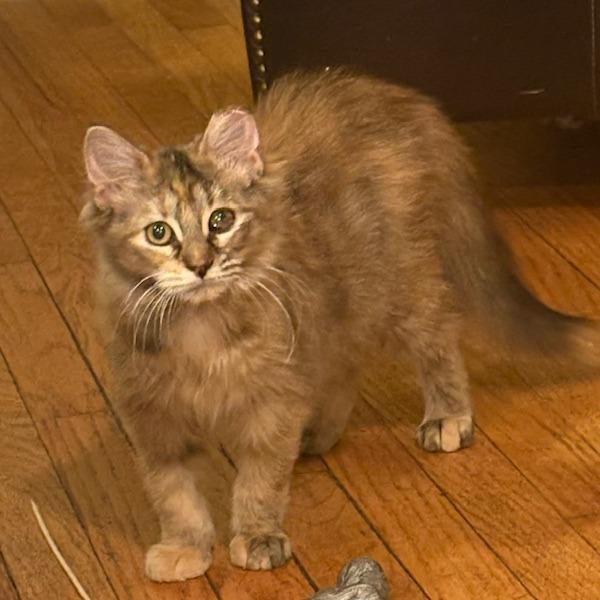 Enlarge Pixel-C, a Adoptable Domestic Long Hair in East Saint Louis, IL image 4/4