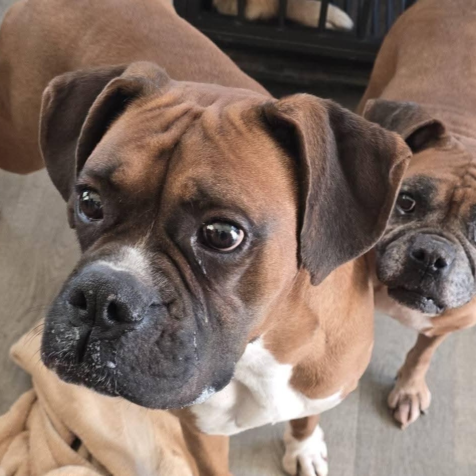 Gatsby, a Adoptable Boxer in Athens, AL image 2/3