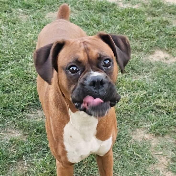 Gatsby, a Adoptable Boxer in Athens, AL image 3/3