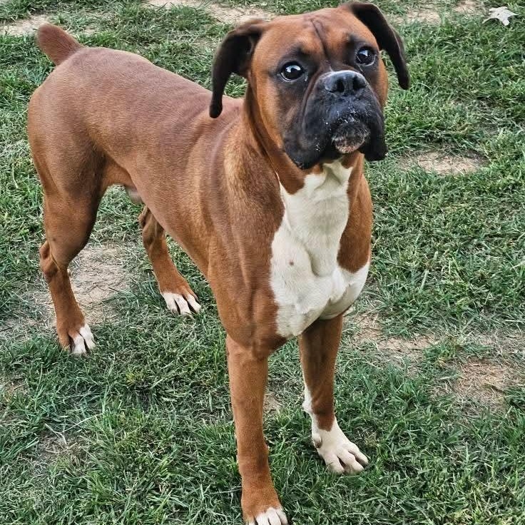 Gatsby, Adoptable, Adult Male Boxer.