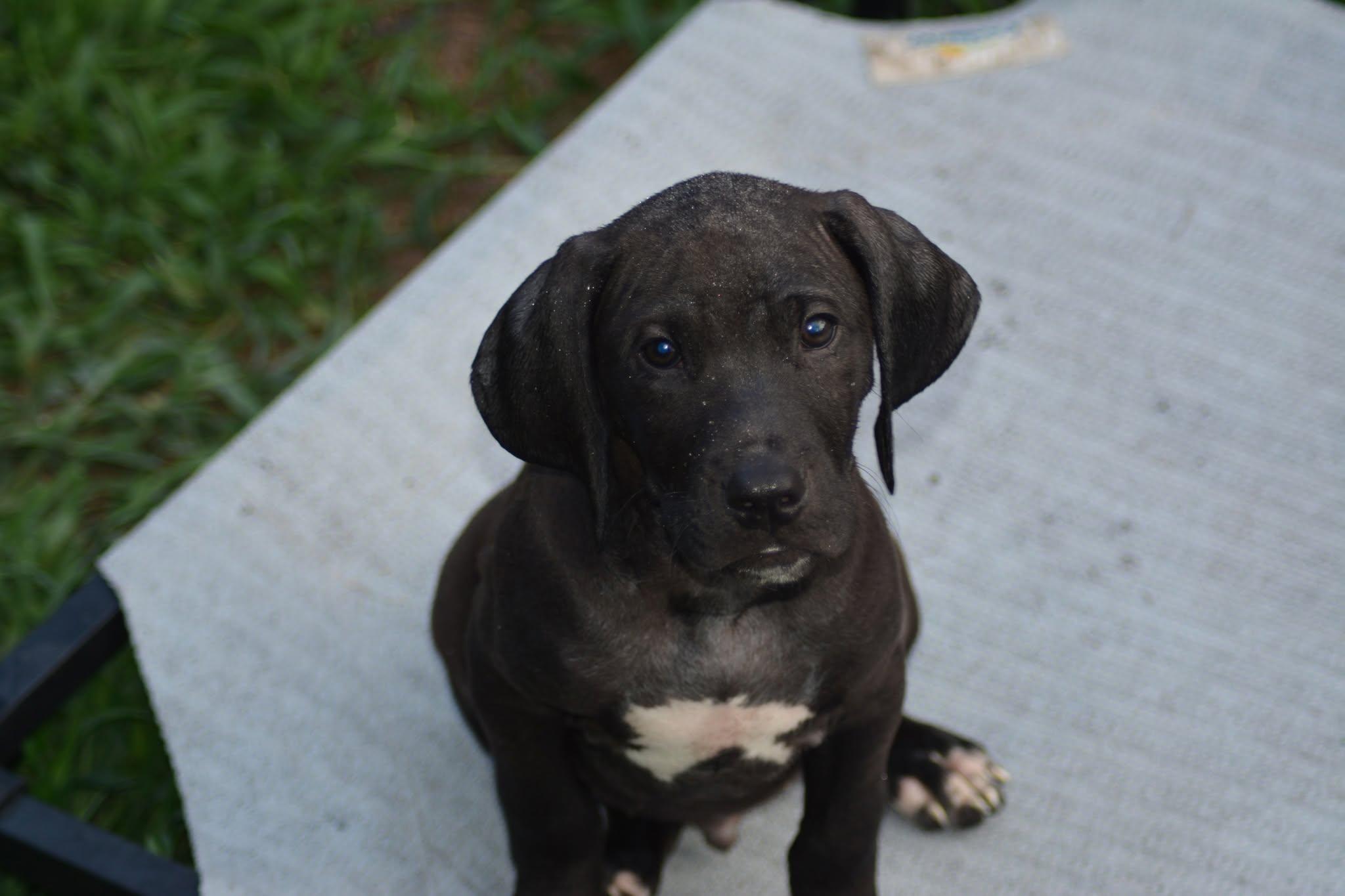 Ontario (D2009), an adopted mixed breed in Hayes, VA image 4/4