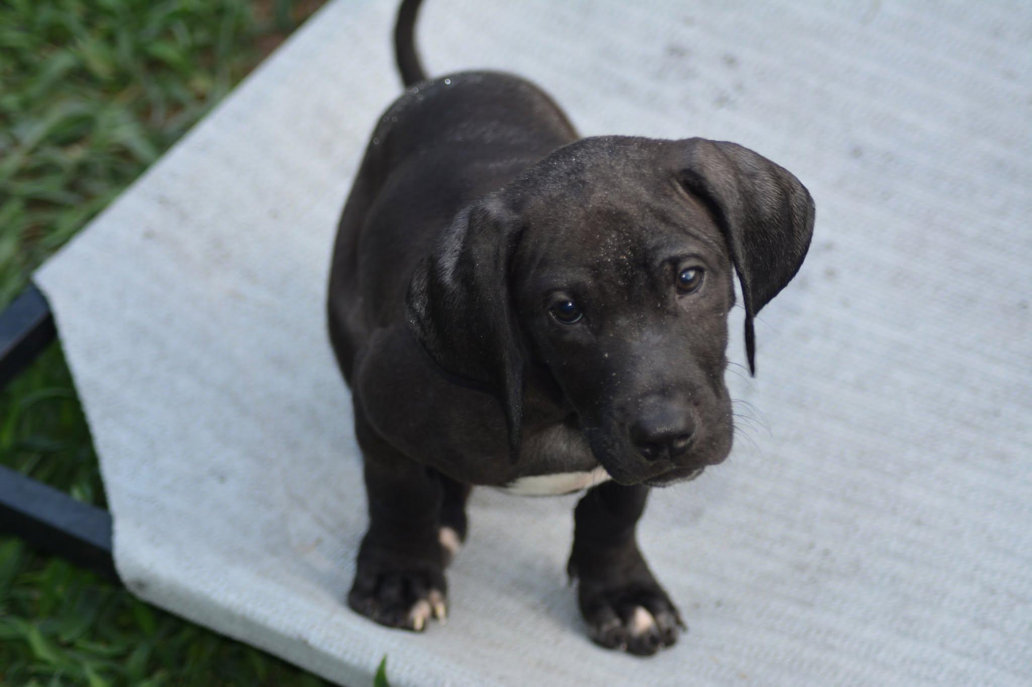 Ontario (D2009), an adopted mixed breed in Hayes, VA image 2/4