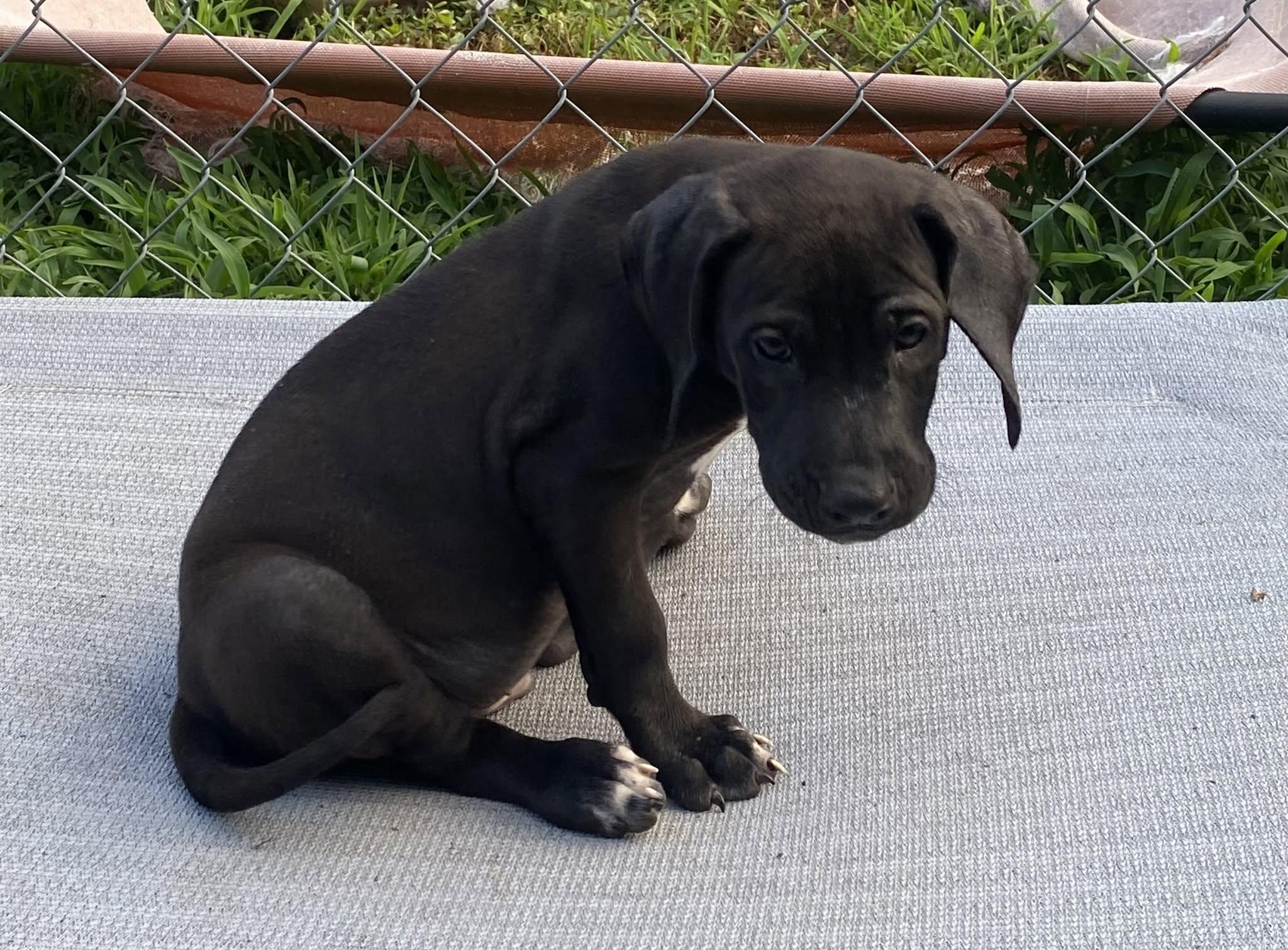 Ontario (D2009), adopted, Puppy Male Labrador Retriever & Hound.