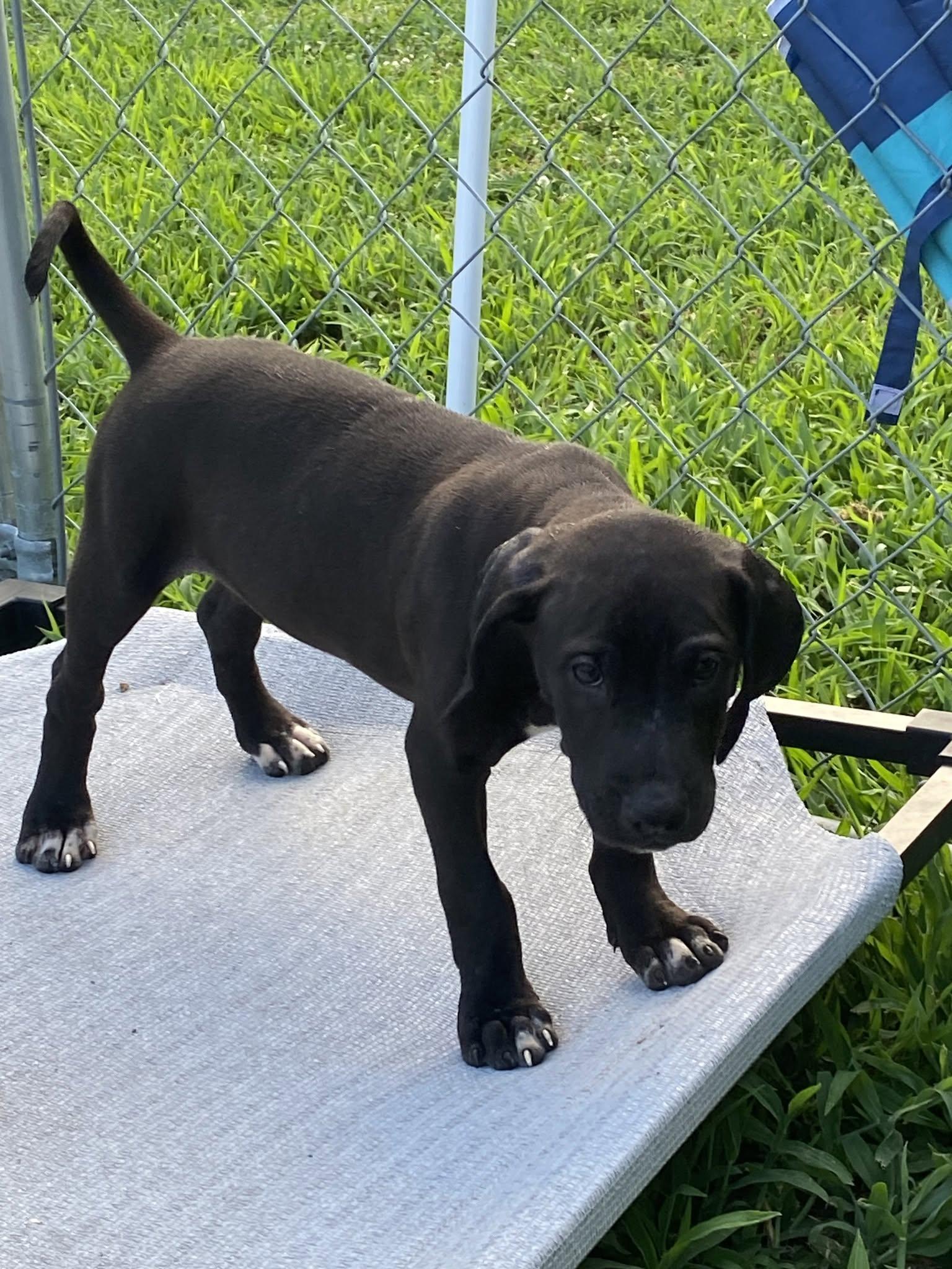 Ontario (D2009), an adopted mixed breed in Hayes, VA image 3/4