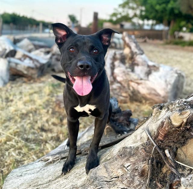 BUDDY, Adoptable, Adult Male Pit Bull Terrier & Mixed Breed.