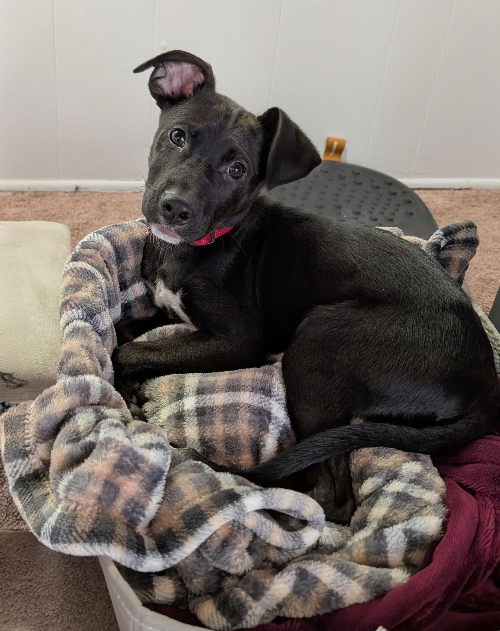 Charlie D6124, Adoptable, Young Male Labrador Retriever.