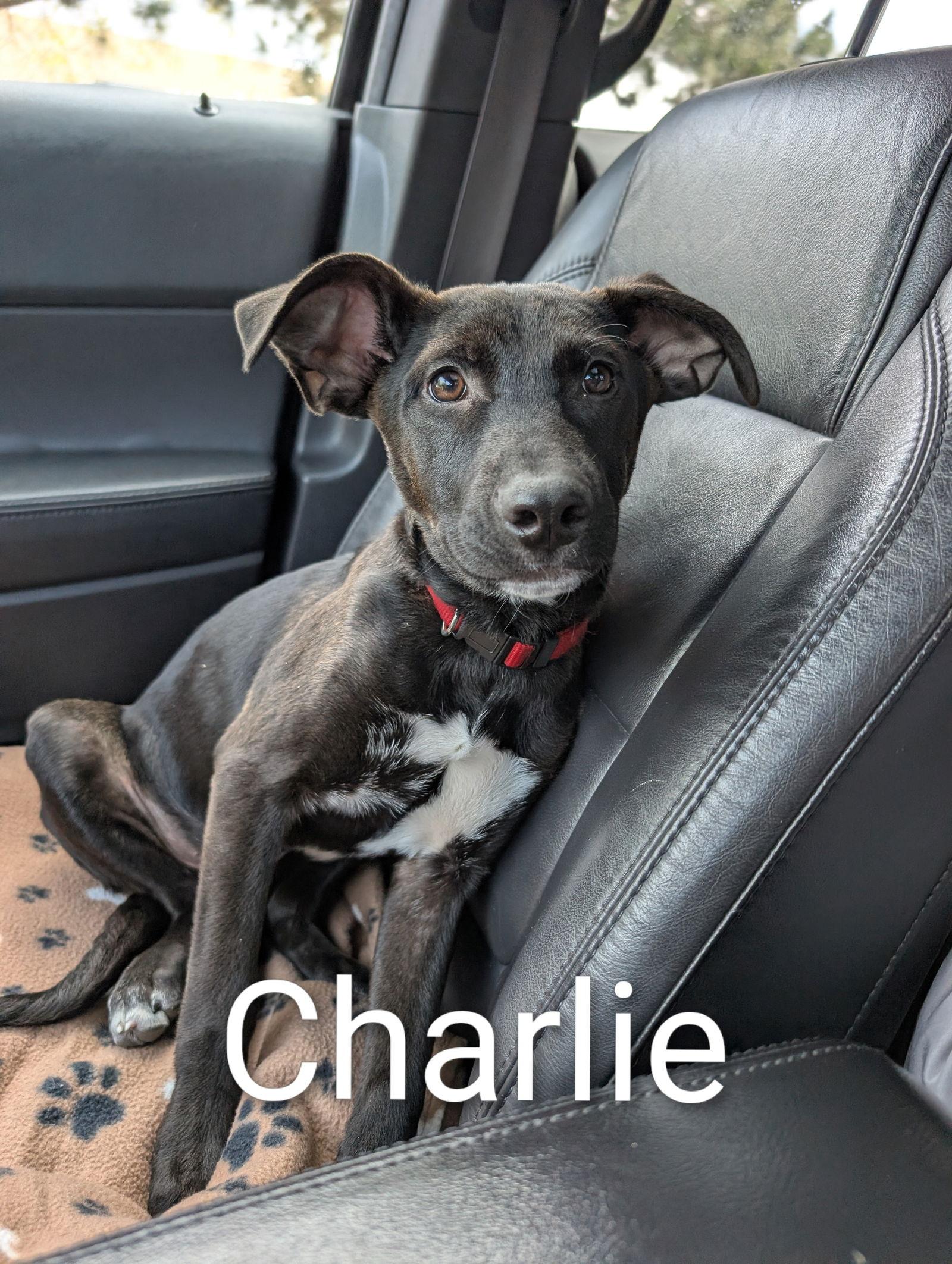 Charlie D6124, a Adoptable Labrador Retriever in minneapolis, MN image 2/3