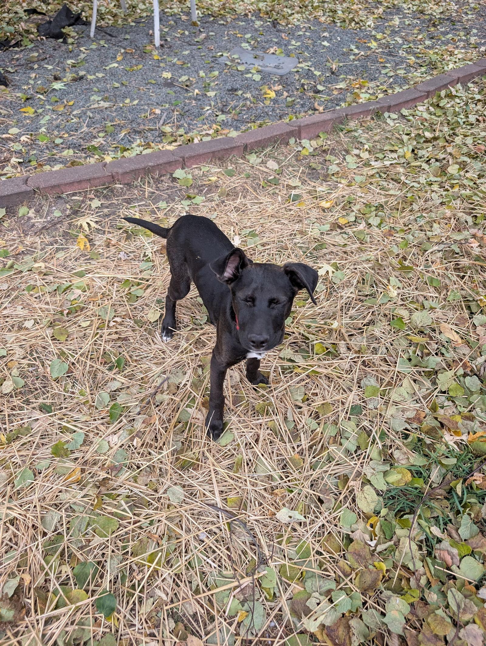 Charlie D6124, a Adoptable Labrador Retriever in minneapolis, MN image 3/3