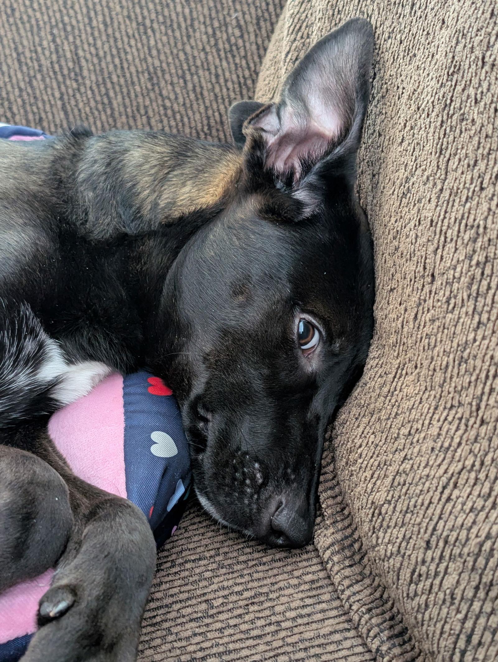 Charlie D6124, a Adoptable Labrador Retriever in minneapolis, MN image 2/3