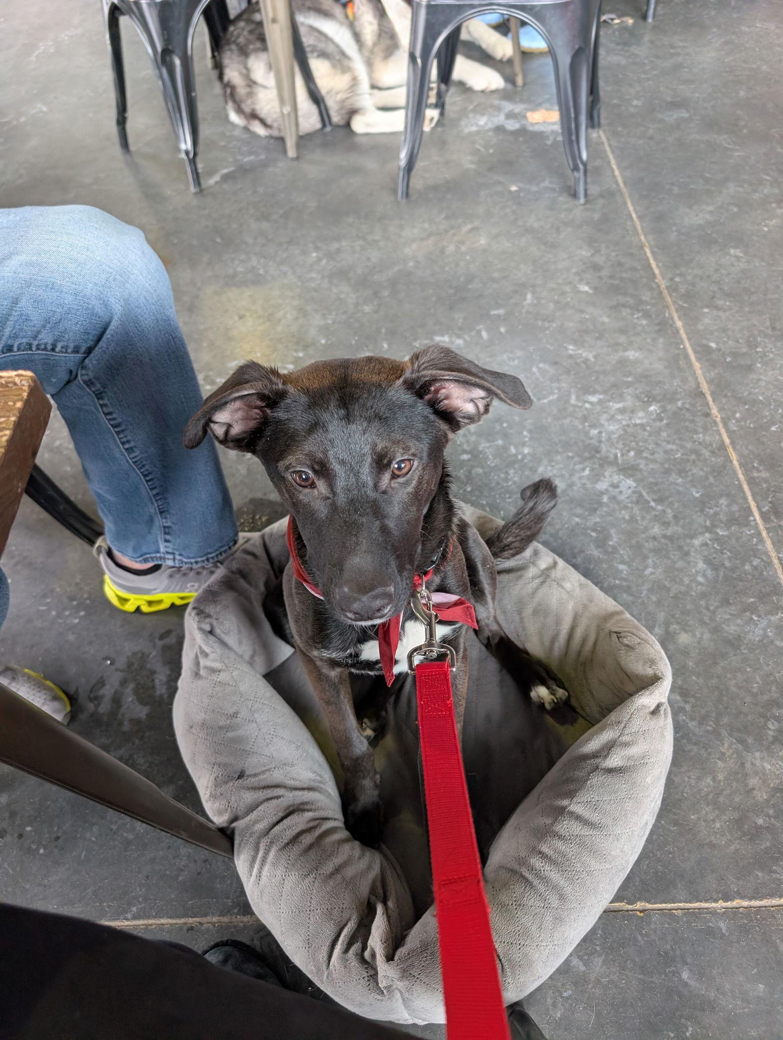 Charlie D6124, a Adoptable Labrador Retriever in minneapolis, MN image 3/3