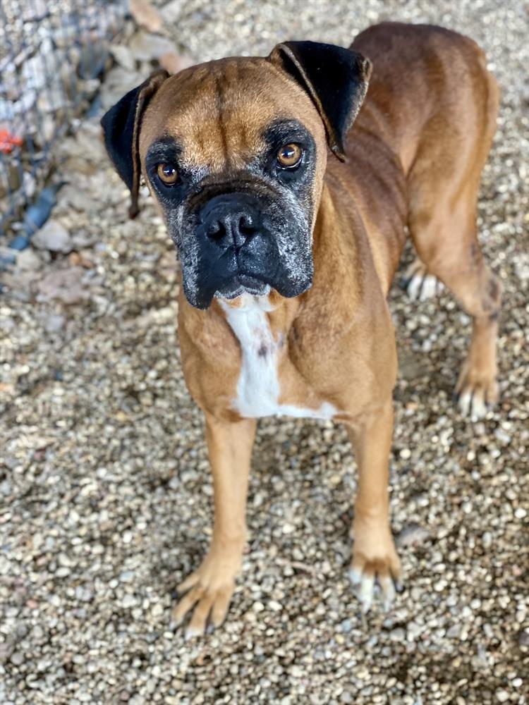Celsius, Adoptable, Senior Male Boxer.