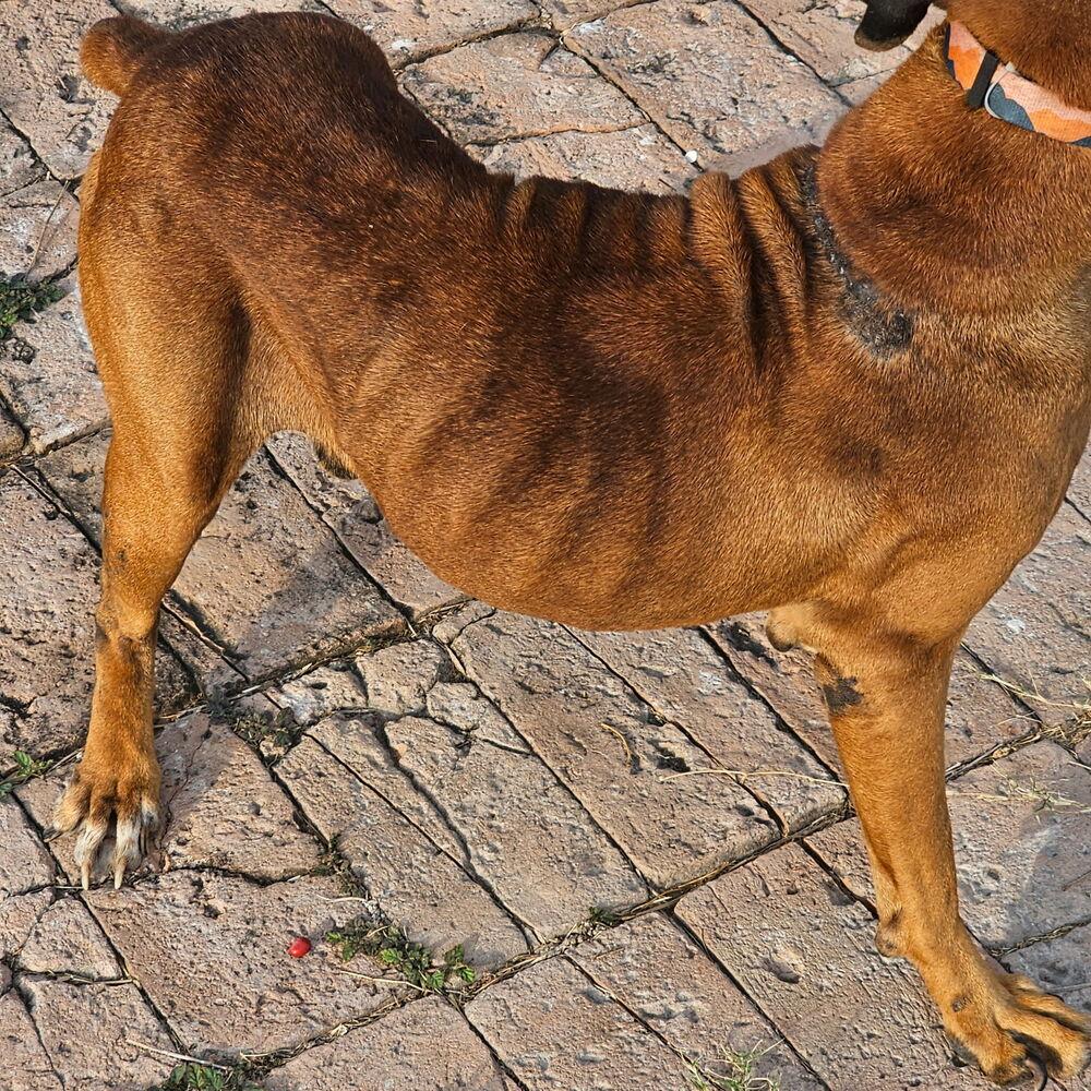 Celsius, a Adoptable Boxer in Hewitt, TX image 2/5