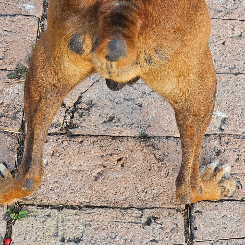 Celsius, a Adoptable Boxer in Hewitt, TX image 3/5