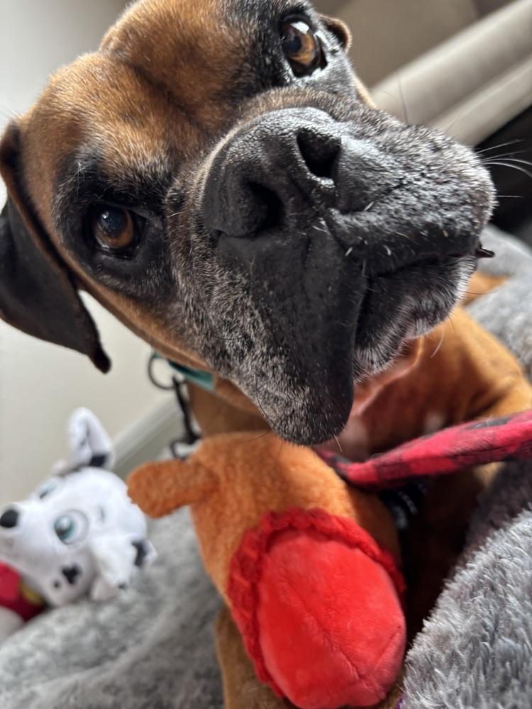 Celsius, Adoptable, Senior Male Boxer.