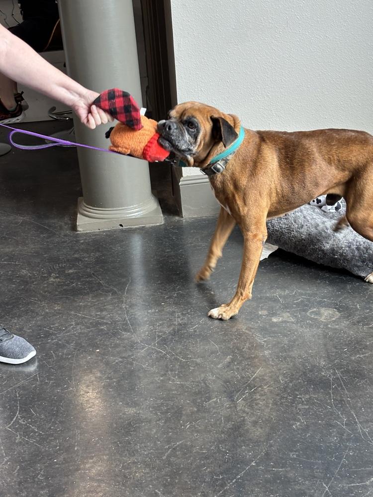 Enlarge Celsius, a Adoptable Boxer in Hewitt, TX image 2/6