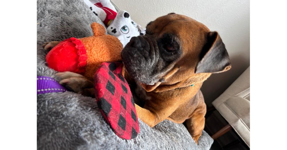 Enlarge Celsius, a Adoptable Boxer in Hewitt, TX image 3/6